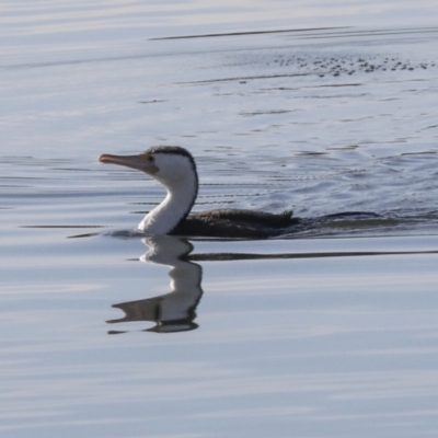 Phalacrocorax varius (Pied Cormorant) at Belconnen, ACT - 12 Jul 2022 by AlisonMilton