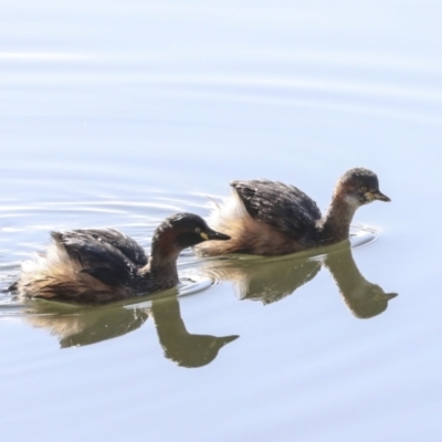 Tachybaptus novaehollandiae (Australasian Grebe) at Belconnen, ACT - 12 Jul 2022 by AlisonMilton