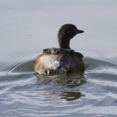 Tachybaptus novaehollandiae at Belconnen, ACT - 12 Jul 2022