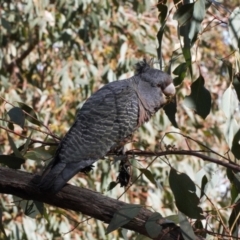 Callocephalon fimbriatum (Gang-gang Cockatoo) at Isaacs Ridge - 12 Jul 2022 by RAllen