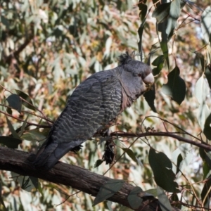 Callocephalon fimbriatum at Jerrabomberra, ACT - suppressed