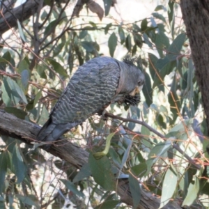 Callocephalon fimbriatum at Jerrabomberra, ACT - 12 Jul 2022