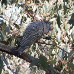 Callocephalon fimbriatum at Jerrabomberra, ACT - 12 Jul 2022