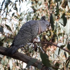 Callocephalon fimbriatum at Jerrabomberra, ACT - 12 Jul 2022