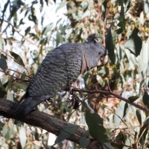 Callocephalon fimbriatum at Jerrabomberra, ACT - 12 Jul 2022