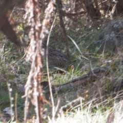 Turnix varius (Painted Buttonquail) at Jerrabomberra, ACT - 12 Jul 2022 by RAllen