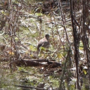 Turnix varius at Jerrabomberra, ACT - 12 Jul 2022