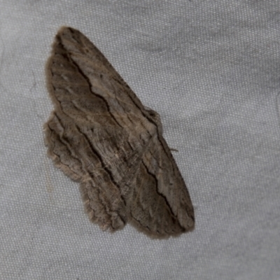 Scioglyptis loxographa (Light Grey Bark Moth) at Higgins, ACT - 27 Apr 2022 by AlisonMilton