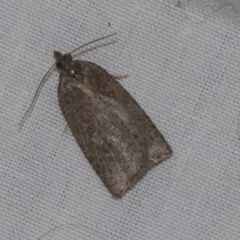 Thrincophora impletana (a Tortrix moth) at Higgins, ACT - 28 Apr 2022 by AlisonMilton