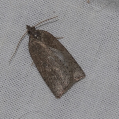 Thrincophora impletana (a Tortrix moth) at Higgins, ACT - 28 Apr 2022 by AlisonMilton