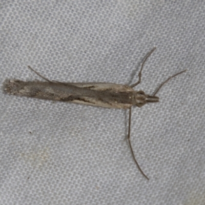 Hednota pedionoma (Pasture Webworm) at Higgins, ACT - 28 Apr 2022 by AlisonMilton