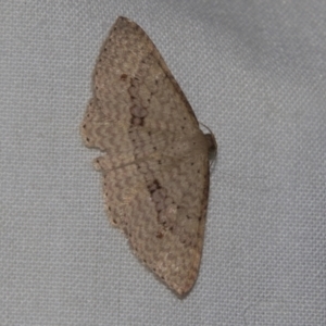 Epicyme rubropunctaria at Higgins, ACT - 28 Apr 2022