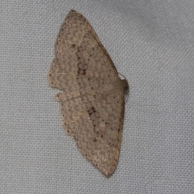 Epicyme rubropunctaria (Red-spotted Delicate) at Higgins, ACT - 27 Apr 2022 by AlisonMilton