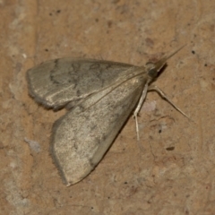 Uresiphita ornithopteralis (Tree Lucerne Moth) at Higgins, ACT - 15 May 2022 by AlisonMilton