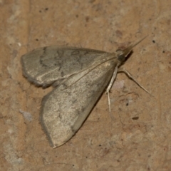 Uresiphita ornithopteralis (Tree Lucerne Moth) at Higgins, ACT - 14 May 2022 by AlisonMilton