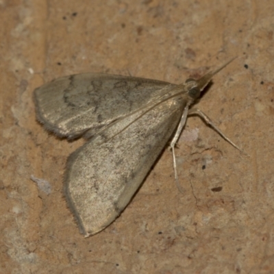 Uresiphita ornithopteralis (Tree Lucerne Moth) at Higgins, ACT - 14 May 2022 by AlisonMilton