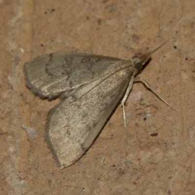 Uresiphita ornithopteralis (Tree Lucerne Moth) at Higgins, ACT - 15 May 2022 by AlisonMilton