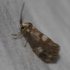 Anestia (genus) (A tiger moth) at Higgins, ACT - 11 May 2022 by AlisonMilton
