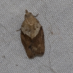 Epiphyas postvittana (Light Brown Apple Moth) at Higgins, ACT - 27 Apr 2022 by AlisonMilton