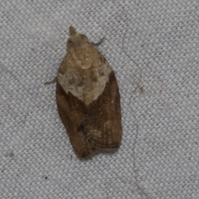 Epiphyas postvittana (Light Brown Apple Moth) at Higgins, ACT - 27 Apr 2022 by AlisonMilton