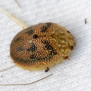 Paropsis atomaria at Higgins, ACT - 11 Jan 2022