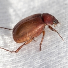 Sericesthis sp. (genus) (A cockchafer) at Higgins, ACT - 11 Jan 2022 by AlisonMilton