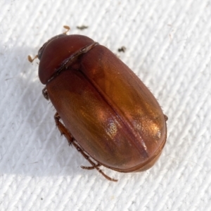 Sericesthis sp. (genus) at Higgins, ACT - 11 Jan 2022