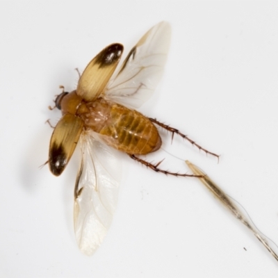 Phyllotocus macleayi (Nectar scarab) at Higgins, ACT - 11 Jan 2022 by AlisonMilton