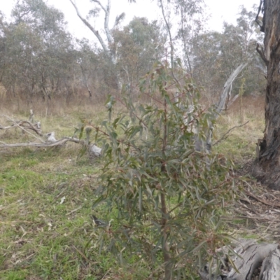 Brachychiton populneus subsp. populneus (Kurrajong) at Mount Mugga Mugga - 12 Jul 2022 by Mike