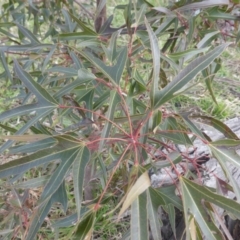 Brachychiton populneus subsp. populneus at O'Malley, ACT - 12 Jul 2022 02:51 PM