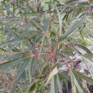 Brachychiton populneus subsp. populneus at O'Malley, ACT - 12 Jul 2022 02:51 PM