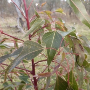 Brachychiton populneus subsp. populneus at O'Malley, ACT - 12 Jul 2022 02:51 PM