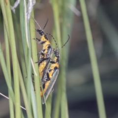 Chauliognathus lugubris (Plague Soldier Beetle) at Acton, ACT - 4 Feb 2022 by AlisonMilton