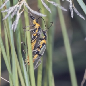 Chauliognathus lugubris at Acton, ACT - 4 Feb 2022