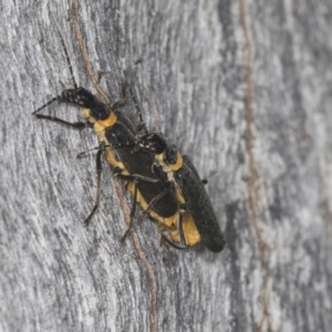 Chauliognathus lugubris at Acton, ACT - 4 Feb 2022 03:15 PM