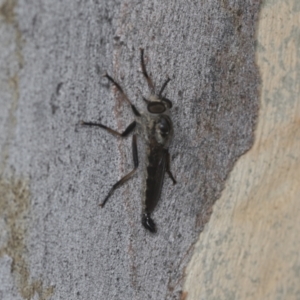 Cerdistus sp. (genus) at Acton, ACT - 4 Feb 2022