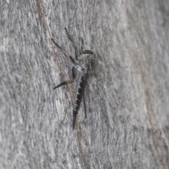 Cerdistus sp. (genus) at Acton, ACT - 4 Feb 2022