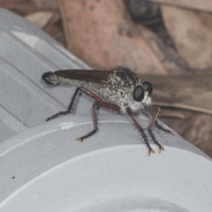 Zosteria sp. (genus) (Common brown robber fly) at ANBG - 4 Feb 2022 by AlisonMilton