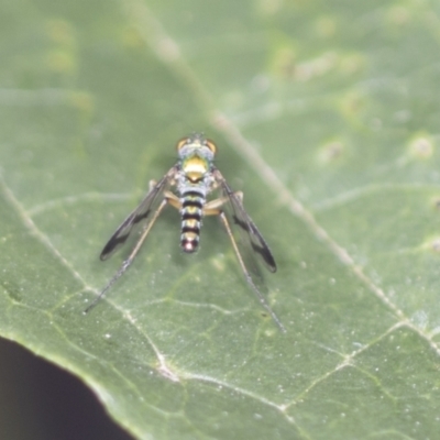 Austrosciapus sp. (genus) (Long-legged fly) at ANBG - 4 Feb 2022 by AlisonMilton