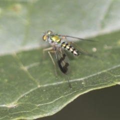 Austrosciapus sp. (genus) at Acton, ACT - 4 Feb 2022