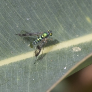 Austrosciapus sp. (genus) at Acton, ACT - 4 Feb 2022