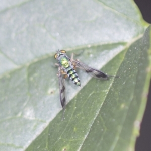 Austrosciapus sp. (genus) at Acton, ACT - 4 Feb 2022