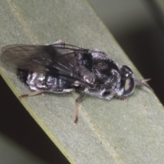 Lecomyia sp. (genus) (Soldier fly) at ANBG - 4 Feb 2022 by AlisonMilton