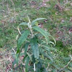 Olearia lirata at Molonglo Valley, ACT - 11 Jul 2022