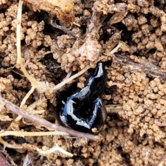 Parakontikia atrata (The Black planarian) at Kowen, ACT - 13 Jul 2022 by trevorpreston