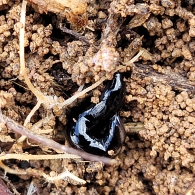 Parakontikia atrata (The Black planarian) at Kowen Escarpment - 13 Jul 2022 by trevorpreston