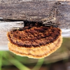 Gloeophyllum at Kowen, ACT - 13 Jul 2022 10:15 AM