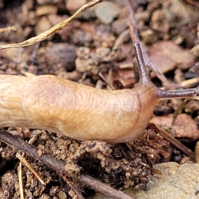 Deroceras reticulatum (Grey Field Slug) at Kowen, ACT - 13 Jul 2022 by trevorpreston