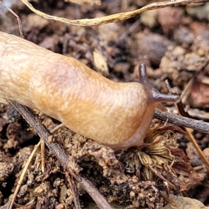 Deroceras reticulatum at Kowen, ACT - 13 Jul 2022