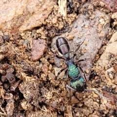 Rhytidoponera metallica (Greenhead ant) at Kowen, ACT - 13 Jul 2022 by trevorpreston